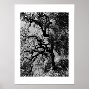 Knots California Black and White Fotografy Poster