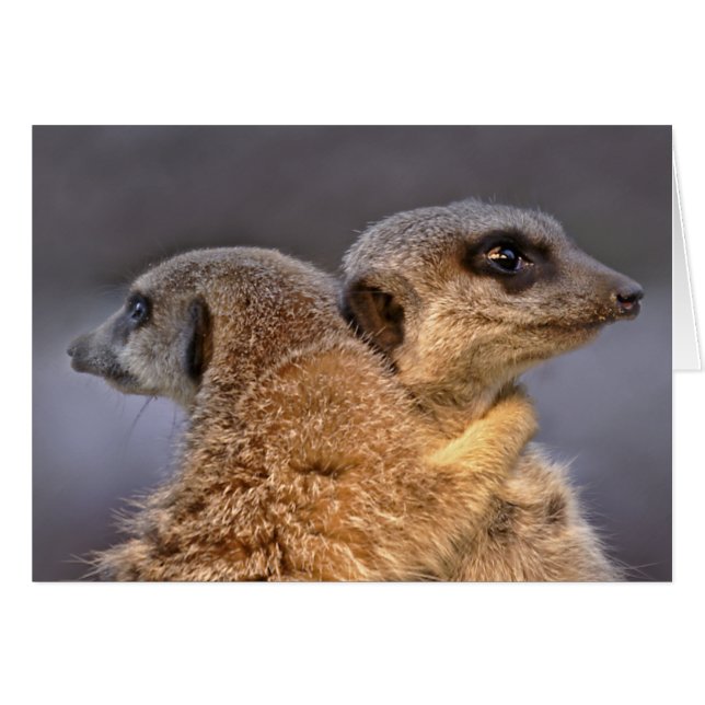 Knuddelige Kats Karte (Vorderseite (Horizontal))