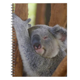 Knuddeliges Koala-Bärn-Notizbuch Notizblock