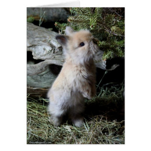 Knuddeliges Lionhead Häschen