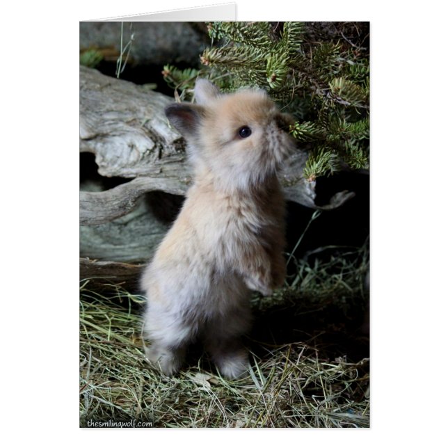 Knuddeliges Lionhead Häschen (Vorne)