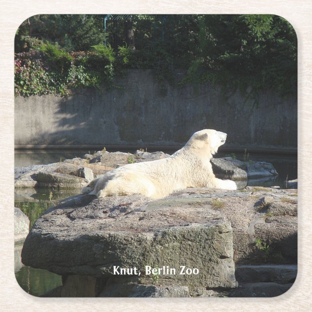 Knut, Polar Bear Berliner Zoo Rechteckiger Pappuntersetzer (Vorderseite)