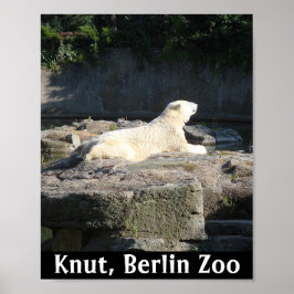 Knut the Polar Bear from the Berlin Zoo Poster