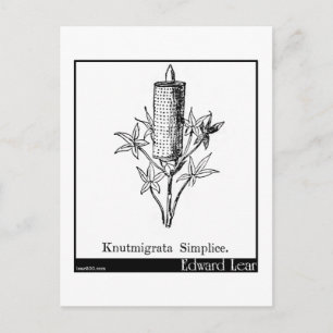 Knutmigrata Simplice. Postkarte