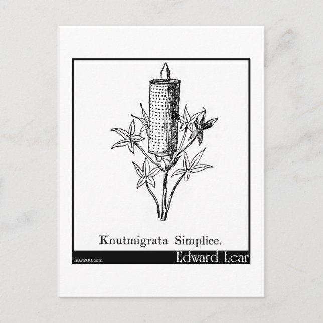 Knutmigrata Simplice. Postkarte (Vorderseite)