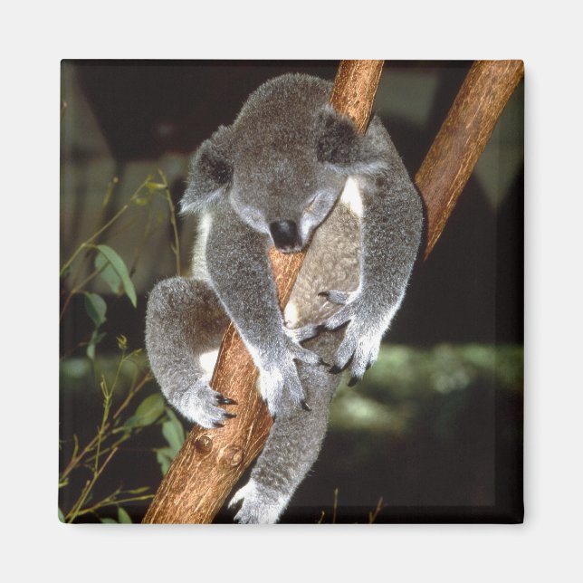 Koala1 Magnet (Vorne)