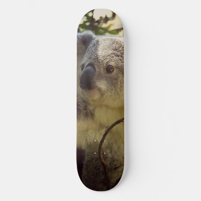 Koala 2b skateboard (Vorderseite)