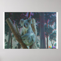 Koala 3D Anaglyph
