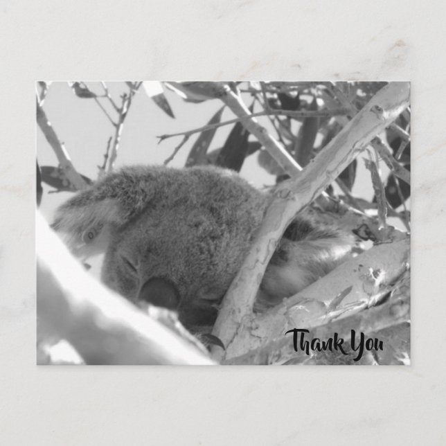 Koala asleep, Schwarz-Weiß-Foto, Australien Postkarte (Vorderseite)