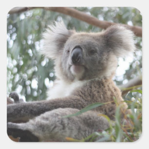 Koala-Aufkleber Quadratischer Aufkleber