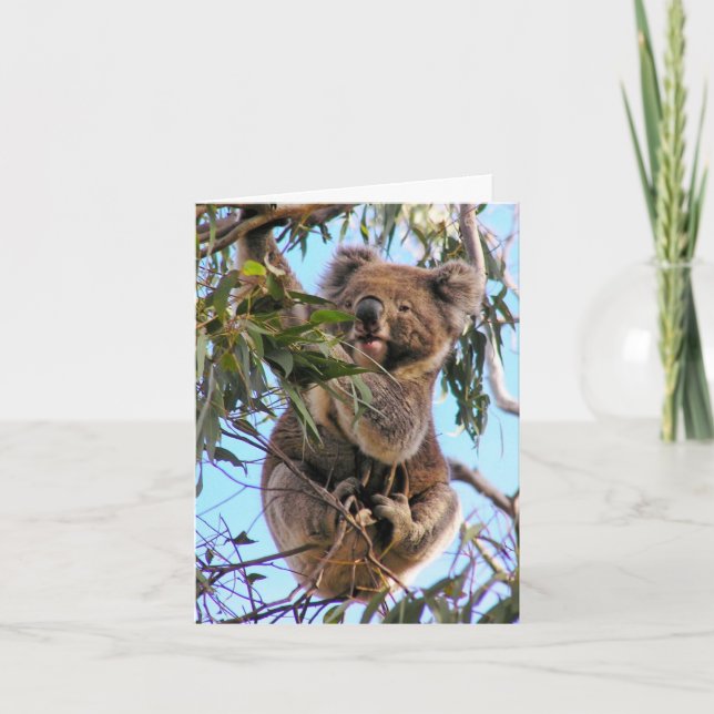 Koala Australia Greeting Card Karte (Vorderseite)