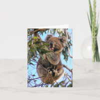 Koala Australia Greeting Card