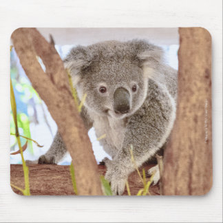 Koala Australia Mouse Pad | C's Dream Design Mousepad