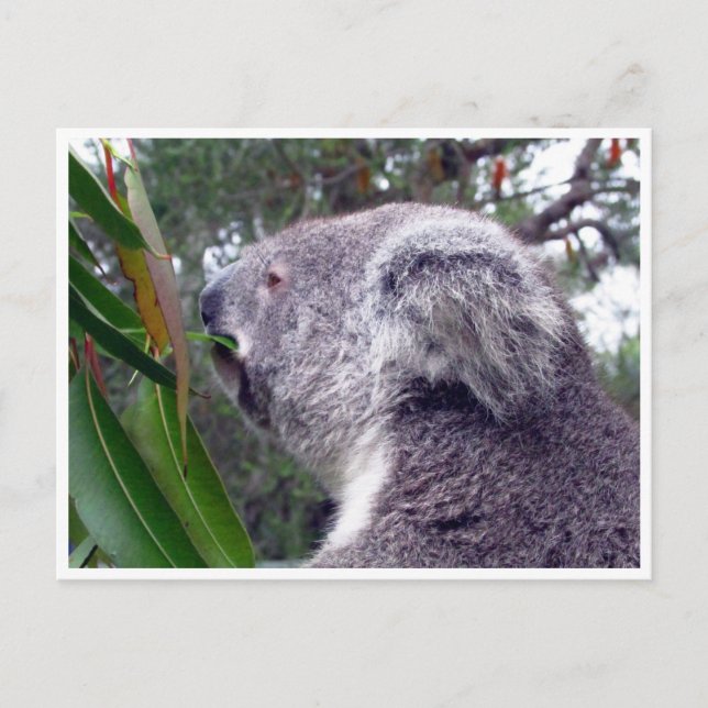 Koala australia postkarte (Vorderseite)