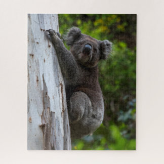 Koala Australia Wildlife Photo, 520 pieces