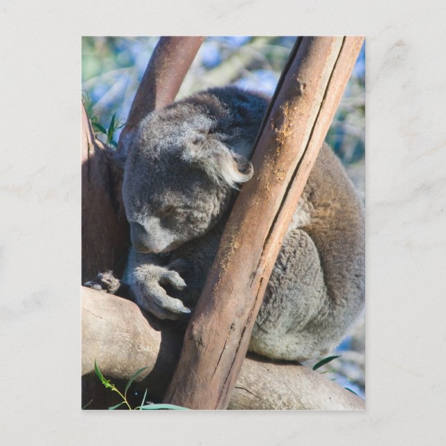 Koala - Australien Postkarte (Vorderseite)