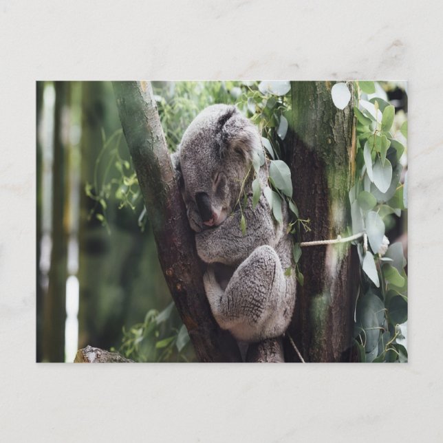 Koala Baby Postcard Postkarte (Vorderseite)
