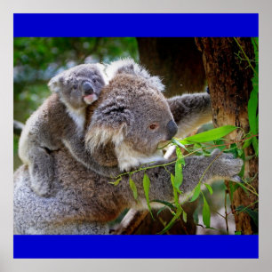 Koala Bär Aussi Safari Frieden Liebe Natur Schicks Poster