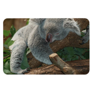 Koala-Bär Aussi Safari-FriedensLiebe-Natur-Schicks Magnet