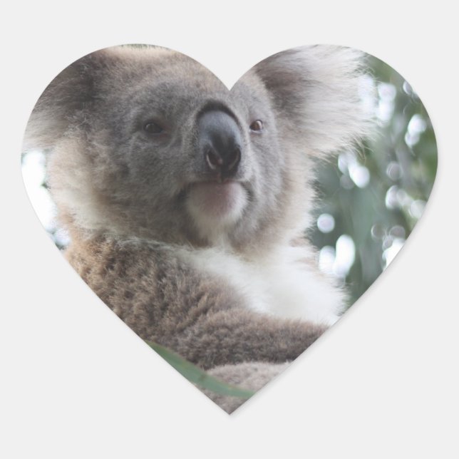 Koala Bar Facts Stickers (Vorderseite)