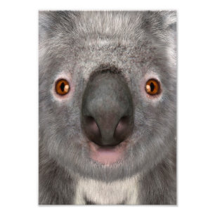 Koala Bär Fotodruck