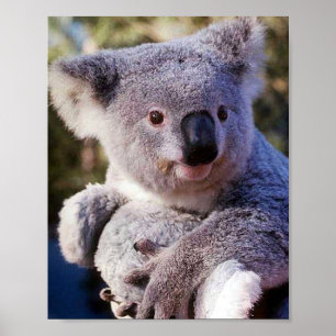 Koala Bär hält einen Koala Bär Poster