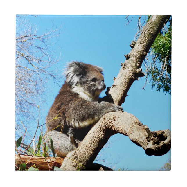 Koala-Bär im alten Kiefernbaum, Fliese (Vorderseite)