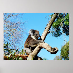 Koala-Bär im alten Kiefernbaum, Poster
