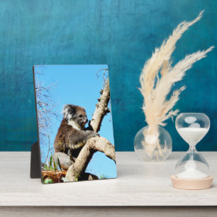 Koala Bär im alten Pinienwald, Foto Plaque Fotoplatte
