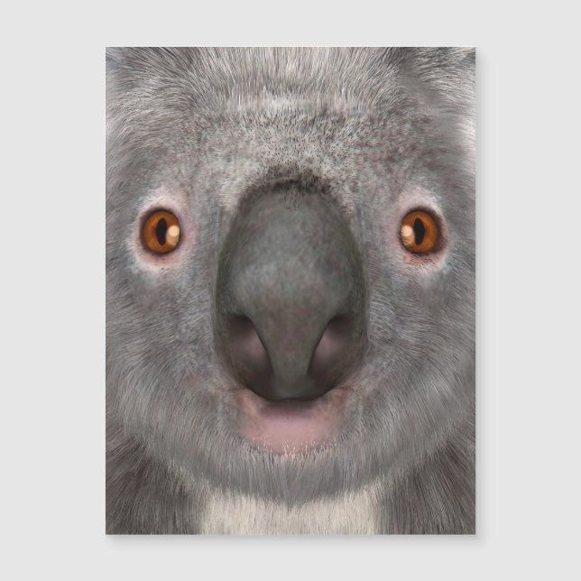 Koala Bär Magnetkarte (Vorderseite)