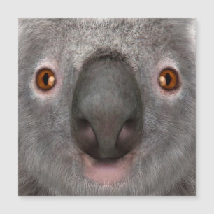 Koala Bär Magnetkarte