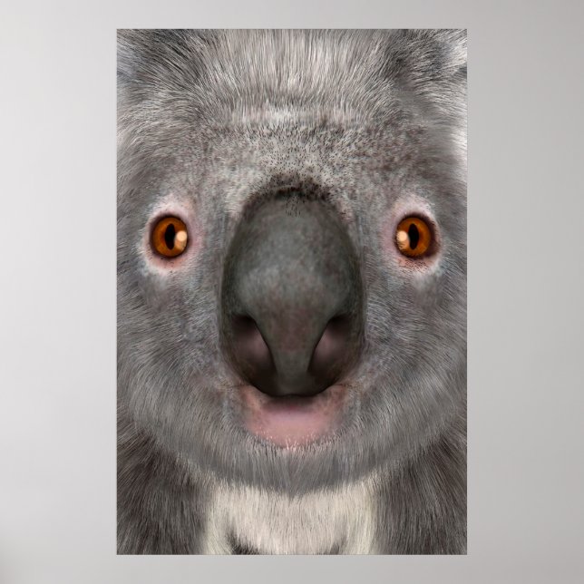 Koala Bär Poster (Vorne)