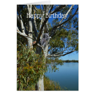 Koala Bär Schläft in Eukalyptusbaum, Geburtstag