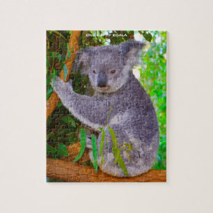 Koala-Bären