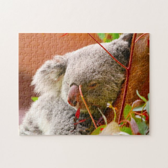 Koala-Bären. (Horizontal)