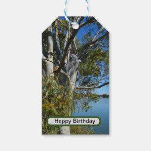 Koala-Bären, die in Gummi-Baum schlafen, Geschenkanhänger