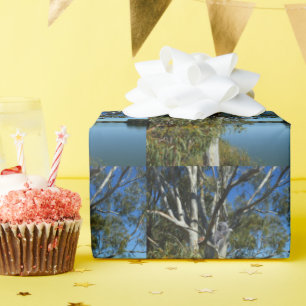 Koala-Bären, die in Gummi-Baum schlafen, Geschenkpapier