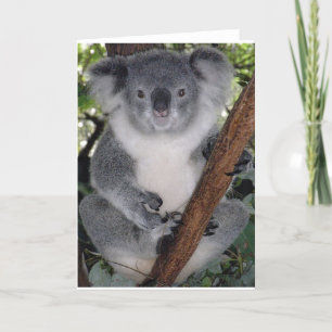 Koala-Bären Karte