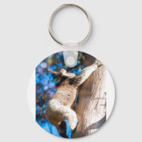 Koala-Bärenkletterbaum in Australien