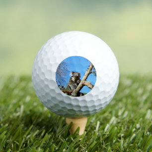 Koala Bärenzeit, um über das Leben nachzudenken, Golfball