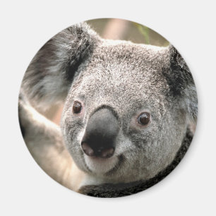 Koala-Bärn-Kühlschrank-Magnet Magnet