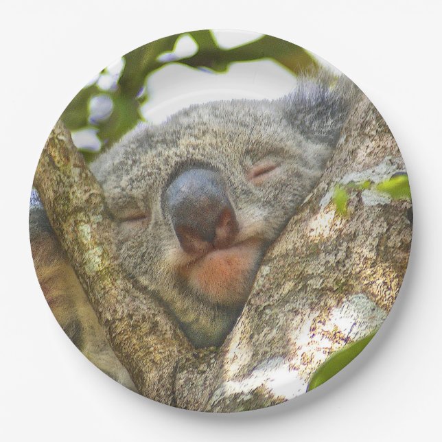 Koala-Bärn-Pappteller Pappteller (Vorderseite)