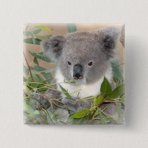Koala-Bärn-Quadrat-Button Button