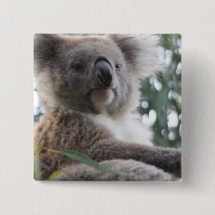 Koala-Bärn-Tatsachen-quadratisches Button