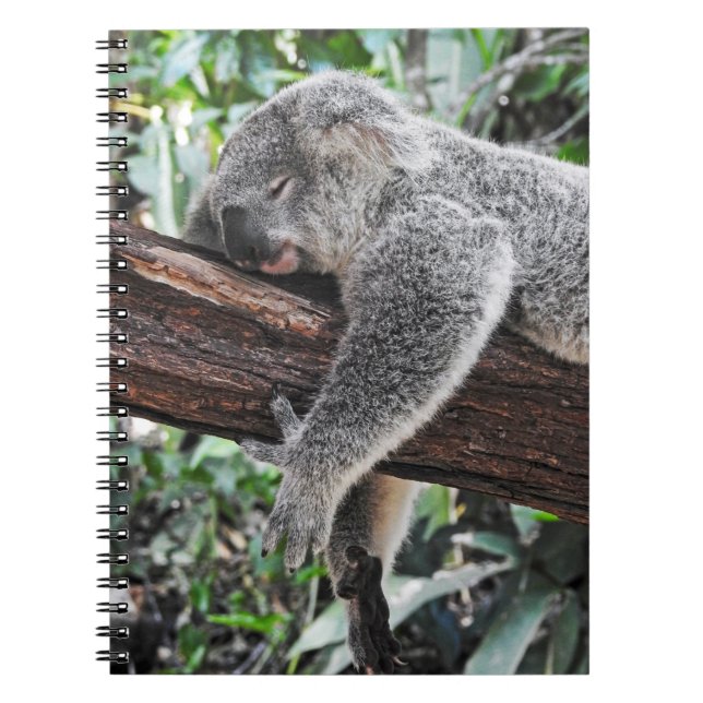 KOALA BÄRSCHLAFEN AUF BAUM NOTIZBLOCK (Vorderseite)
