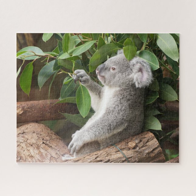 Koala Bear (Horizontal)