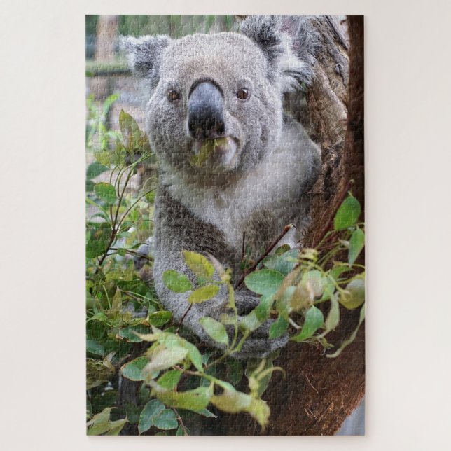 Koala Bear (Vertikal)