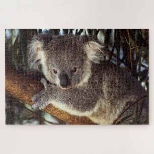Koala Bear auf einem Baum Zweig ist er niedlich.