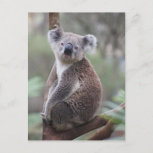 Koala bear Aussie Outback Buschwald Klettern Postkarte