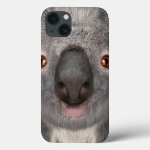 Koala Bear title_seo2